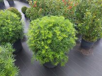 Boules de Choisya  width=