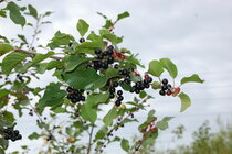 Rhamnus Frangula - Sporkehout  width=