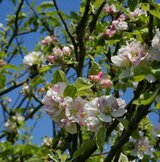 Malus Sylvestris - Wilde appel  width=