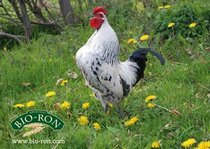 Pluimvee - kippen  width=