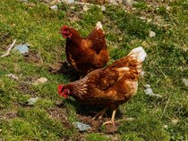 Biologische voeding voor kippen  width=