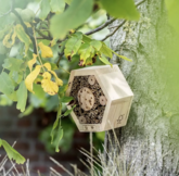 Insecten/bijenhotels  width=