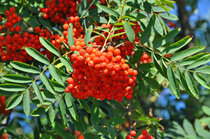 Sorbus Aucuparia - Wilde lijsterbes  width=