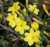 Winterjasmijn - Jasminum nudiflorum  width=
