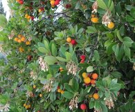 Arbutus Unedo - Aardbeiboom als haag  width=