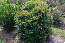 Distylium LINEBACKER® First Editions®  width=