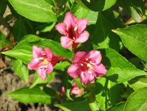 Weigela - Weigelia  width=