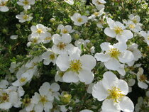 Potentilla - struikganzerik - Heesterganzerik  width=