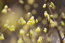 Corylopsis spicata - Schijnhazelaar  width=