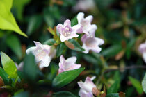 Abelia  width=