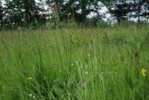 Alle graszaad & zadenmix  width=