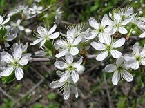 Prunus spinosa - Sleedoorn  width=