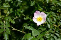 Rosa canina - Hondsroos  width=