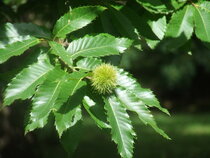 Castanea sativa - Tamme Kastanje  width=