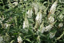 Bladverliezende struiken  width=