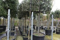 Hoogstam bomen  width=