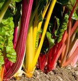 Snijbiet of warmoes  width=