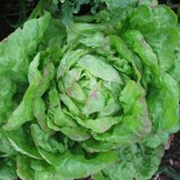 Laitue pommée  width=