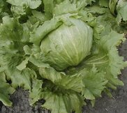 Laitue Batavia  width=