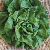 Laitue d'hiver  width=