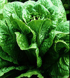 Laitue romaine  width=