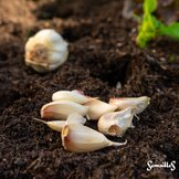 Knoflook (nu beschikbaar)  width=