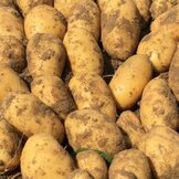 (poot)Aardappelen  width=