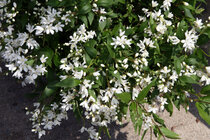 Deutzia gracilis - Bruidsbloem  width=