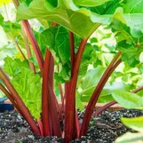 Andere groenteplanten - eco  width=