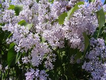 Syringa Vulgaris - Sering  width=