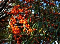 Hippophae rhamnoides - Duindoorn  width=