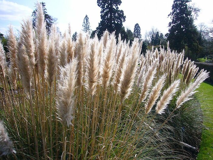 Herbe de la Pampa Cortaderia Selloana Hauteur 170 cm