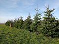Nordmann Weihnachtsbaum (im Topf gewachsen) 250-300 cm