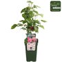 Rubus id. Twotimer Sugana Red&reg; - Rode herfst -en zomerframboos - Bio fruitplant
