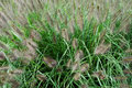 Pennisetum alopecuroides &#039;Little bunny&#039;
