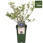 Vaccinium corymbosum &#039;Brigitta blue&#039; (P19) - Heidelbeere - Bio-Obstpflanze