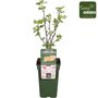 Ribes Ribest&reg; Werdavia&reg; - Johannisbeere - Bio-Obstpflanze