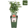 Ribes rubr. &#039;Jonkheer van Tets&#039; - Rote Johannisbeere - Bio-Obstpflanze