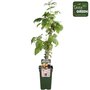 Rubus id. Twotimer Sugana yellow&reg; - Gele herfst &amp; zomerframboos - Bio fruitplant
