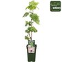 Vitis centennial seedless - Raisin blanc sans p&eacute;pins - Plantes de fruits organiques