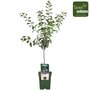 Prunus dom. &#039;Hauszwetsche&#039; - Prune - Arbres fruitiers bio