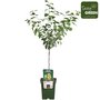 Prunus dom. &#039;Reine-Claude Vert&#039; - Prune - Arbres fruitiers bio