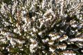 Erica carnea 'Springwood white' - winterheide 10-20 cm
