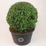Ilex crenata Dark green&reg; ball 75/80 cm