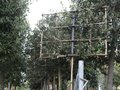 Quercus Ilex &#039;steeneik&#039; hoogstam 8/10 voorgeleid