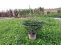 Nordmann Christmas tree in a pot 80-100 cm