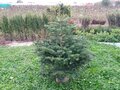 Nordmann Christmas tree in a pot 100-125 cm