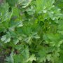 Petroselinum crispum - Organic herb seeds
