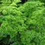 Persil &quot;Moskrul 2  - Petroselinum crispum - Semences d&#039;herbes de jardin biologiques