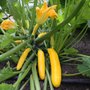 Courgette &#039;Ola Gabriella F1&#039; - Cucurbita pepo - l&eacute;gumes organiques